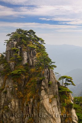 Pine trees growing on Stalagmite Peak on Yellow Mountain Huangshan China