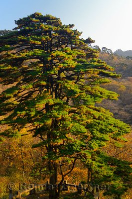 Pine tree named Tuanjiesong with five trunks for Chinese national unity on Mount Huangshan China