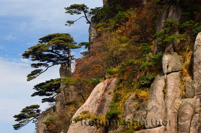 Pines on cliff of Beginning to Believe Peak with Fall foliage Mount Huangshan China