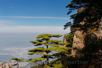 Pine trees on Beginning to Believe Peak over Gengchengzhen at Yellow Mountain Huangshan China