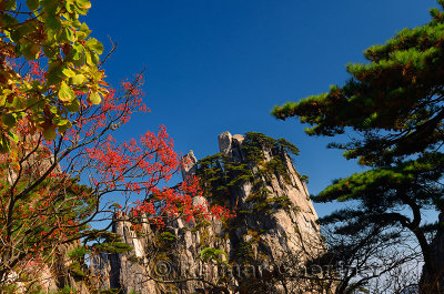 Red Mountain Ash berries at Beginning to Believe Peak Yellow Mountain Huangshan China