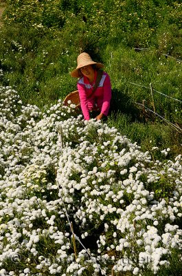 Chinese woman in a field picking white Huangshan Mountain Tribute Chrysanthemum flowers for tea in China