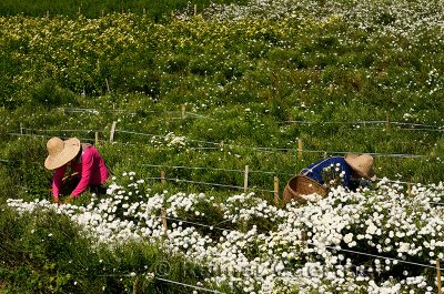 Chinese women picking Huangshan Mountain Tribute Chrysanthemum flowers for tea in a field in China