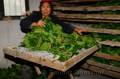 Chinese woman stacking wet mulberry leaves in trays of silk worms in Hongcun China