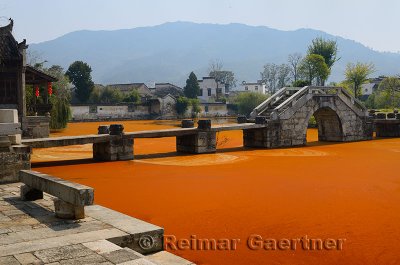 Bright red algae scum on Longxi river with stone bridge in Chengkan village China