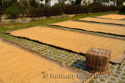 Rice on woven mats drying in the sun in ancient Chengkan village China