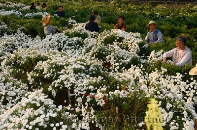 Laughing Chinese workers picking chrysanthemum flowers for tea in Huangshan China