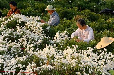 Talking Chinese workers picking chrysanthemum flowers for tea in Huangshan China
