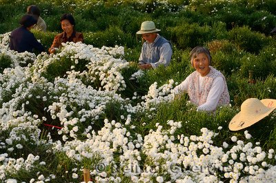 Smiling Chinese workers picking chrysanthemum flowers for tea in Huangshan China