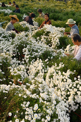 Group of Chinese labourers picking chrysanthemum flowers for tea in Huangshan China