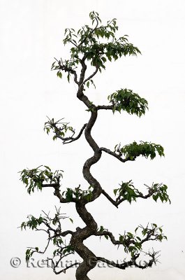 Twisted trunk of a shaped topiary tree on a white wall in Chengkan China