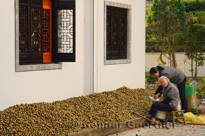Grandmother and daughter cracking shells of tung seeds in Chengkan China
