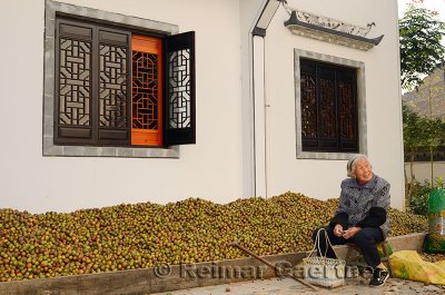 Old Chinese woman with cane sitting to crack shells of tung seeds in Chengkan China