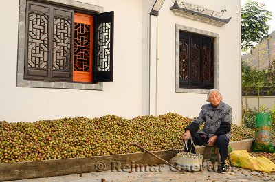 Older Chinese woman with cane sitting by a pile of tung seeds in Chengkan China