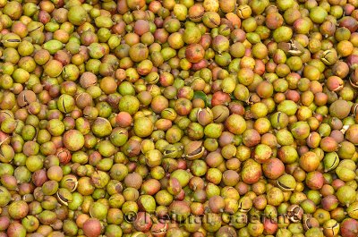 Close up of harvest of ripe tung tree wood oil seeds in Chengkan China