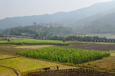 Hilltop village and farmers plowing fields with oxen on farmland at Yanggancun China