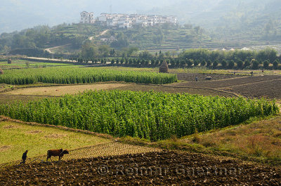 Farmers plowing fields with oxen on valley farmland at Yanggancun hilltop village China