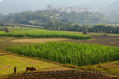 Farmers plowing fields with oxen on rich valley farmland at Yanggancun hilltop village China