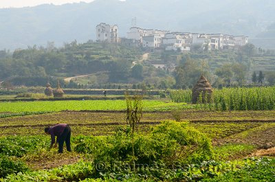 Woman working in farm fields on rich valley farmland at Yanggancun hilltop village China