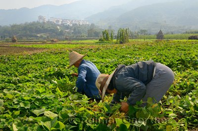 Man and women harvesting potato leaves for pig feed on valley farmland at Yanggancun China
