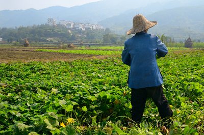 Man harvesting potato leaves for pig feed on valley farmland at Yanggancun China