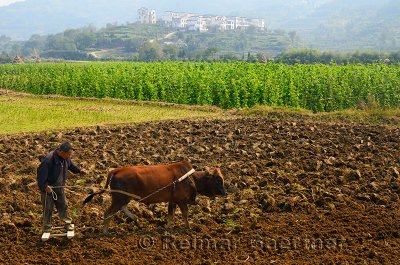 Close up of farmer leveling field with ox on farmland at Yanggancun hilltop village China