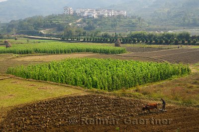 Hilltop village and farmer leveling field with ox on farmland at Yanggancun China