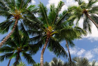 76 Hawaiian palm trees.jpg