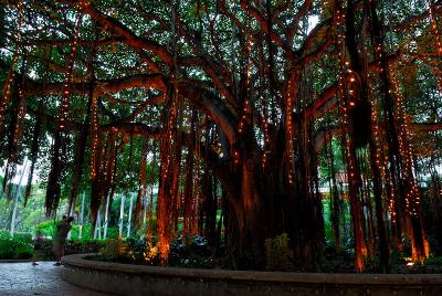 76 Hanging lights in Banyan Tree.jpg