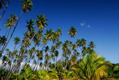 77 Coconut Palm Grove 2.jpg