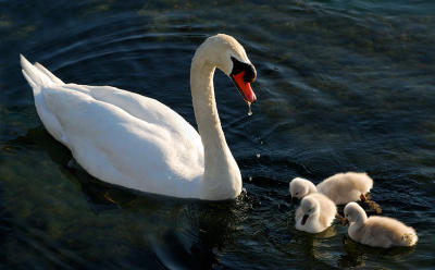 85 three Cygnets with Dad.jpg