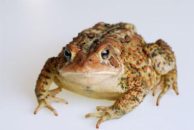 86 Toad 6.jpg