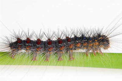 87 Furry Caterpillar 1.jpg