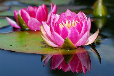 87 Water Lily 3.jpg