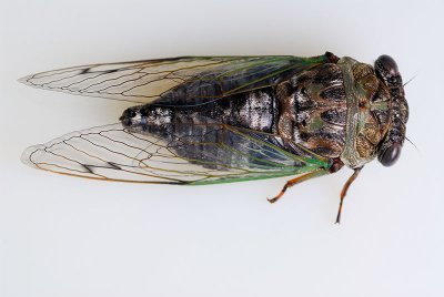 91 Cicada on white 3.jpg