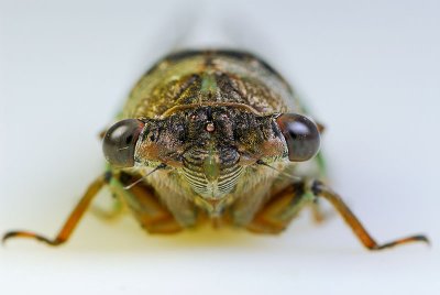 91 Cicada on white 4.jpg