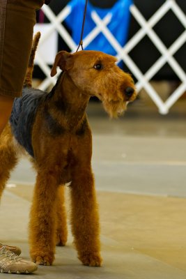Airedales