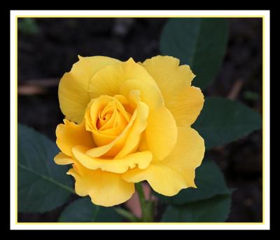 Yellow Rose 3.jpg