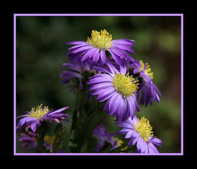 Purple Flowers.jpg