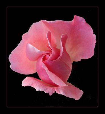 Pink Rose on Black.jpg