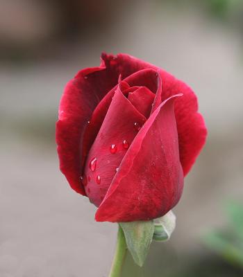 Rose with Dew.jpg