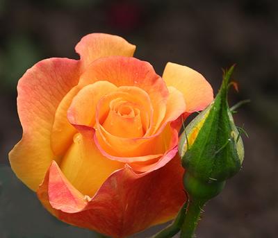 Orange and Yellow Rose.jpg
