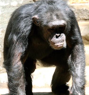 Chimpanzee at LA zoo.jpeg