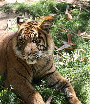 LA Zoo Tiger.jpg