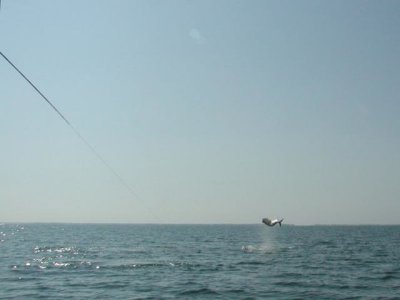Distant Leap