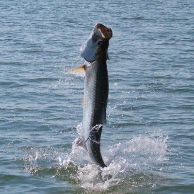 Tail Dance