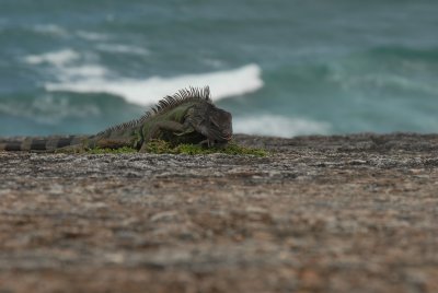 puerto_rico
