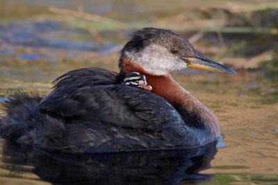 Glorious Grebes