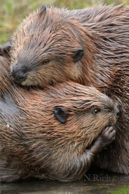 Legacy of Beavers