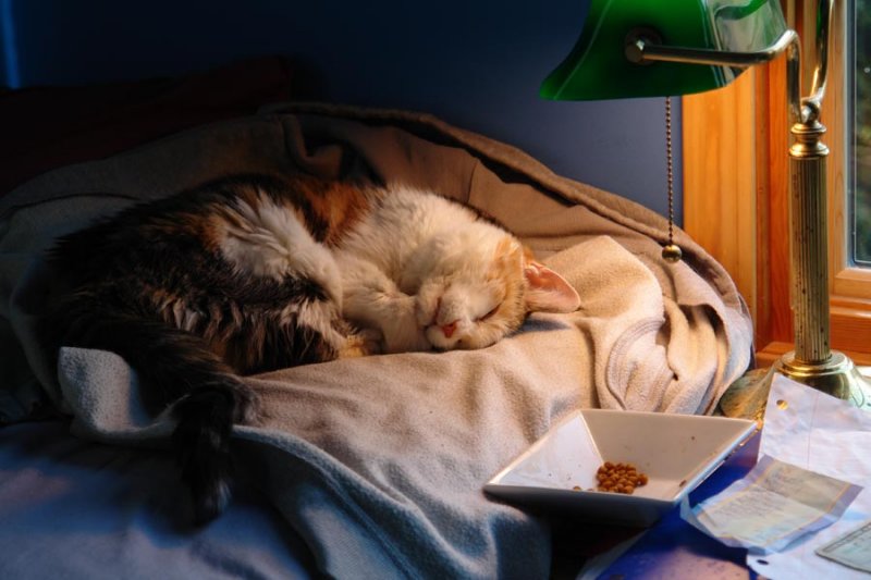 March 26, 2011<br><font size=2>Dozin</font>